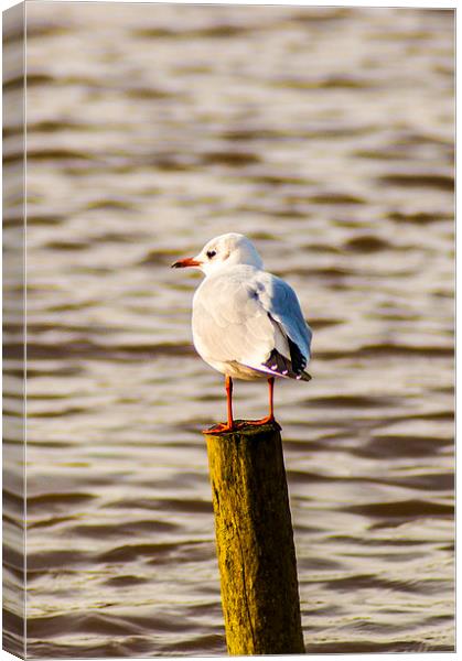 Seagull on the Lookout Canvas Print by