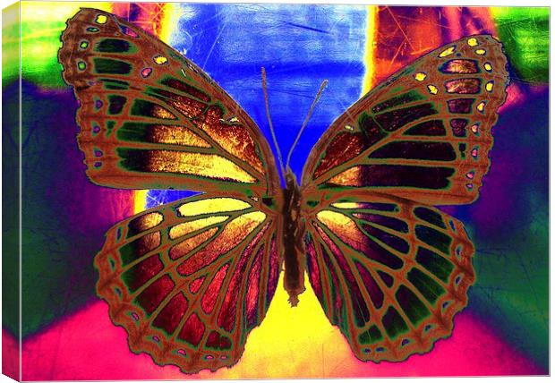 Angel Butterfly Canvas Print by Matthew Lacey