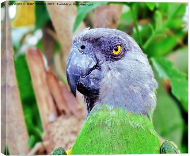 Senegal Parrot Canvas Print by Jason Williams