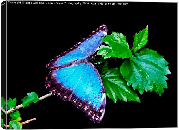 Blue Morpho Butterfly Canvas Print by Jason Williams