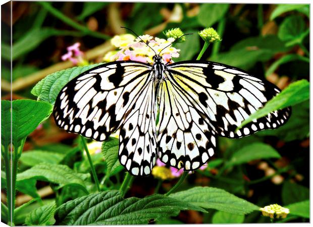 The Common Mime Butterfly. Canvas Print by Jason Williams