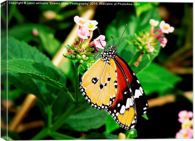 Plain Tiger Butterfly-Danaus chrysippus. Canvas Print by Jason Williams