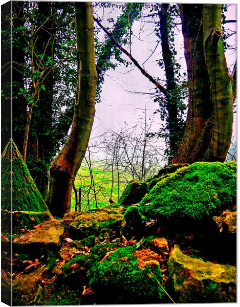 Natures Window Canvas Print by Jason Williams