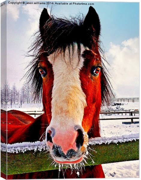  Snowy Whiskers. Canvas Print by Jason Williams