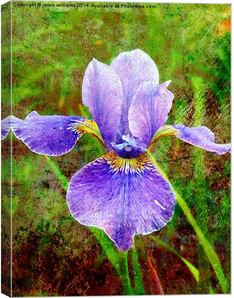  Iris Canvas Print by Jason Williams