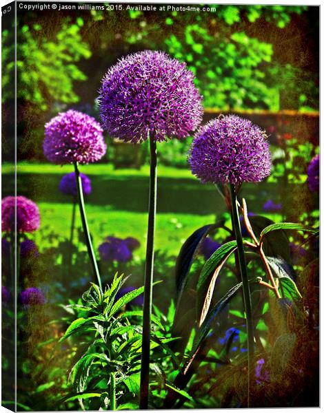  Purple Allium Spheres  Canvas Print by Jason Williams