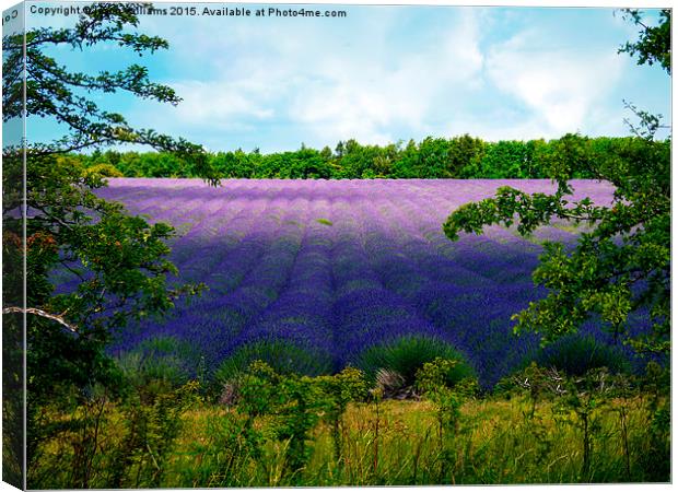  Summertime Lavender Canvas Print by Jason Williams