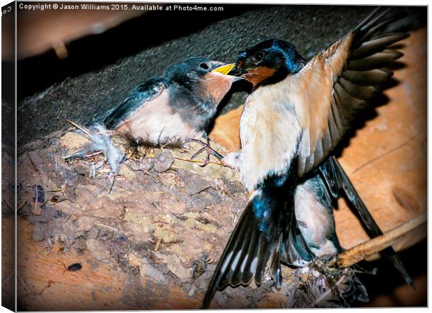  Swallow feeds chick. Canvas Print by Jason Williams