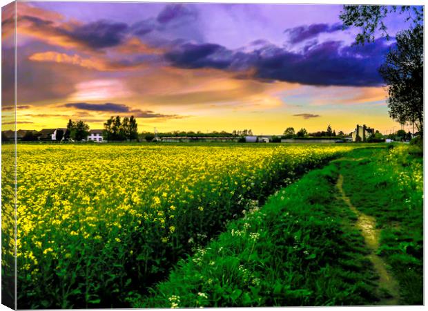 Rapeseed Sunset Canvas Print by Jason Williams