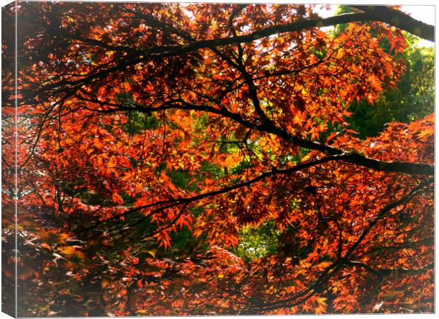 Maple Leaves Canvas Print by Jason Williams