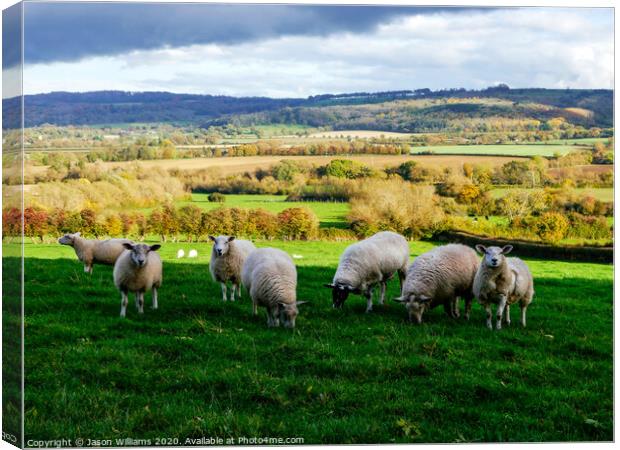 Sheep in the Cotswolds Canvas Print by Jason Williams