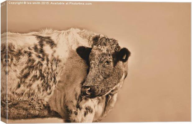  how now brown cow  Canvas Print by lee smith