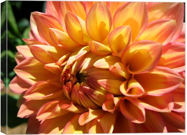 Apricot Dahlia Canvas Print by Geoffrey Higges