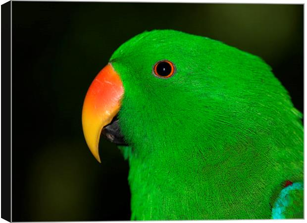 Male Eclectus Parrot Canvas Print by Geoffrey Higges