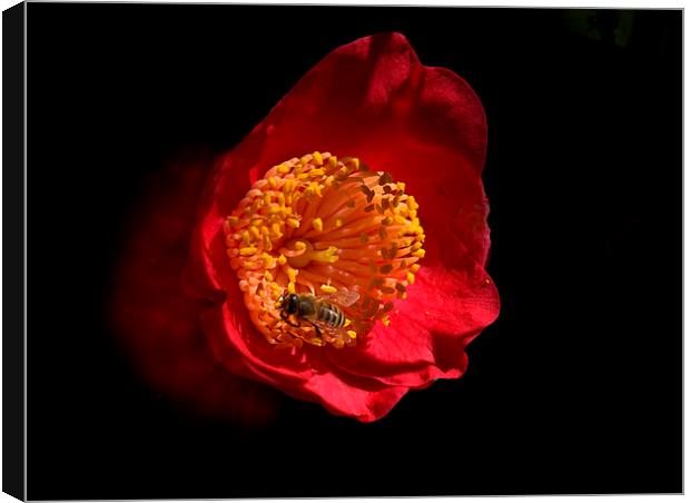 Red Camelia Canvas Print by Geoffrey Higges
