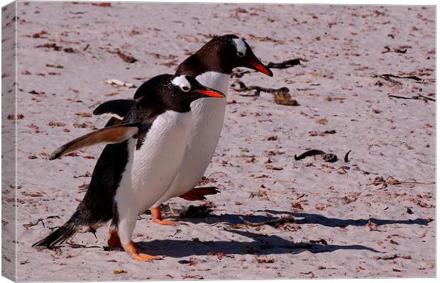 Gentoo Penguins, Saunders Island, Falklands Canvas Print by Geoffrey Higges