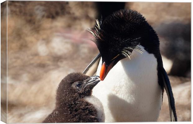 Rockhopper Penguin and Chick, Falklands Canvas Print by Geoffrey Higges