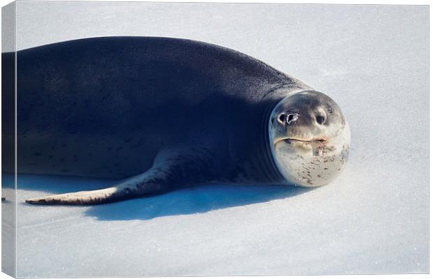 Leopard Seal on Ice Floe Canvas Print by Geoffrey Higges