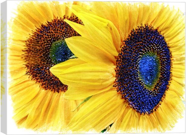 Vibrant Sunflower Duo Canvas Print by Deanne Flouton