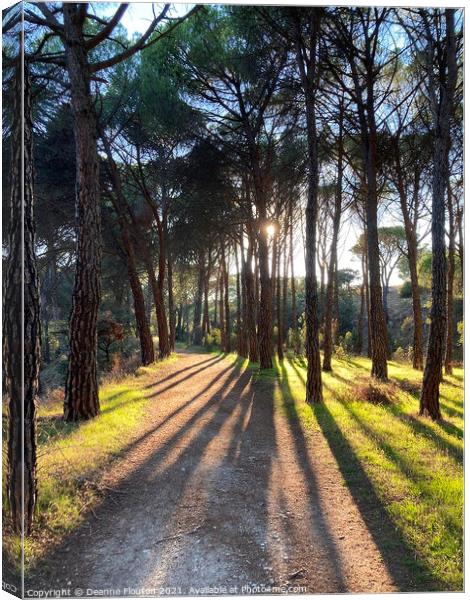 Sunlit Path in a Pine Forest Canvas Print by Deanne Flouton