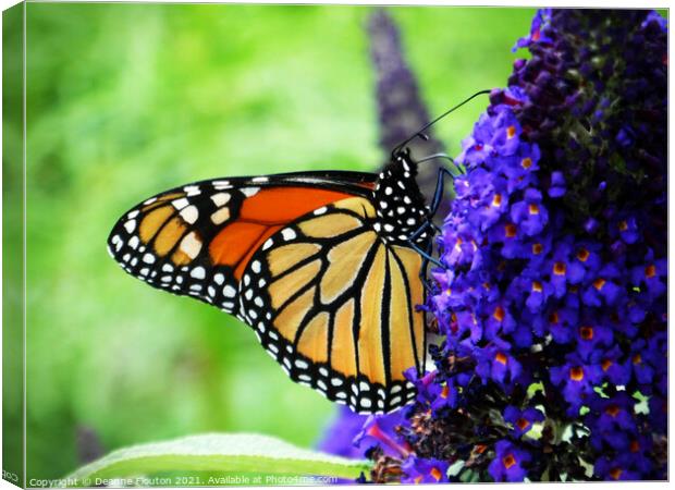  Monarch Butterfly Sipping Nectar Canvas Print by Deanne Flouton