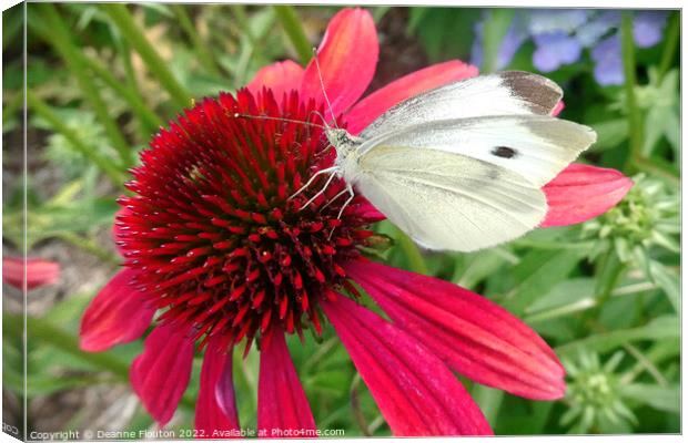 Red Coneflower and White Butterfly Canvas Print by Deanne Flouton