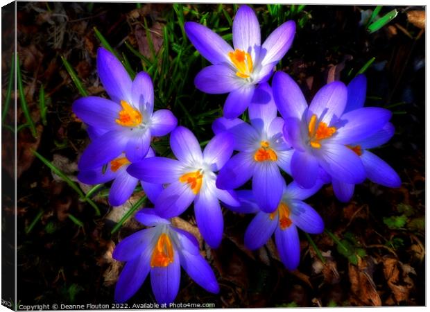 Surreal Purple Croci Canvas Print by Deanne Flouton