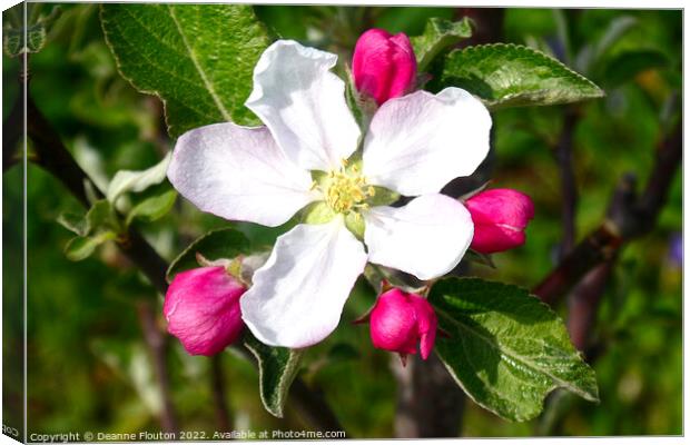 Delicate Beauty of Apple Blossom Canvas Print by Deanne Flouton