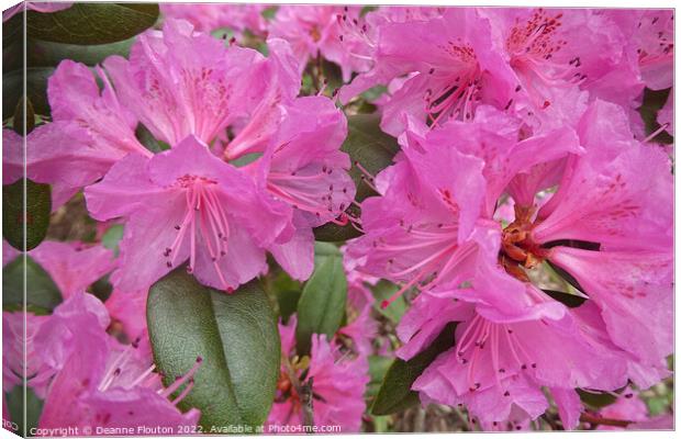 Blushing Beauty Canvas Print by Deanne Flouton