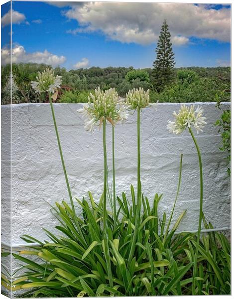 Stunning Agapanthus Blooms Canvas Print by Deanne Flouton