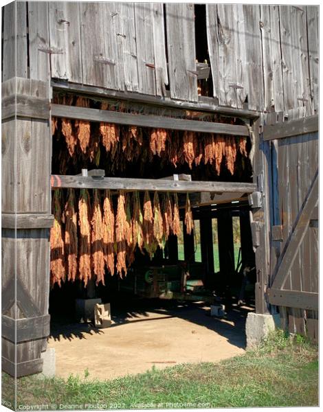 Organic Tobacco Curing Canvas Print by Deanne Flouton