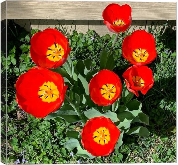 Vibrant Scarlet Tulips Blooming Canvas Print by Deanne Flouton