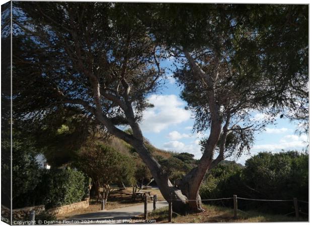 The Pines at Santo Tomas Menorca Canvas Print by Deanne Flouton