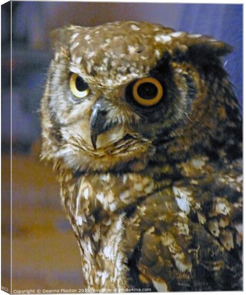 Eurasian Owl in Menorca Canvas Print by Deanne Flouton