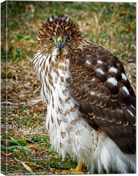 Striking Young Hawk Portrait Canvas Print by Deanne Flouton