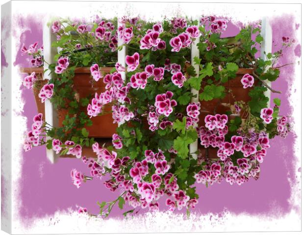 Vibrant Geranium Blossoms Canvas Print by Deanne Flouton