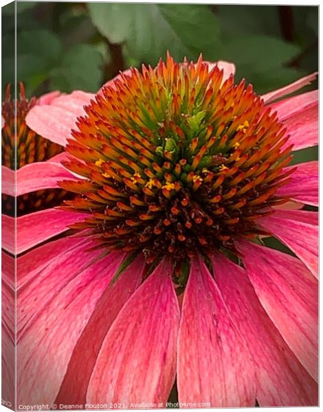Regal Red Coneflower Canvas Print by Deanne Flouton