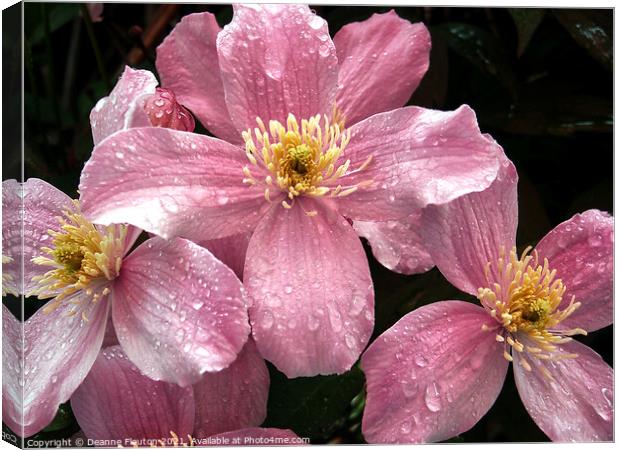 Rain Kissed Pink Clematis Canvas Print by Deanne Flouton