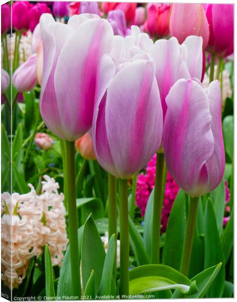 Heavenly Pink Tulip Garden Canvas Print by Deanne Flouton