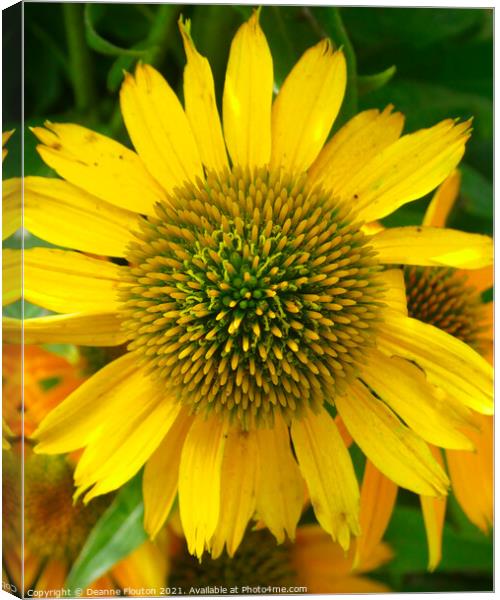 Dazzling Yellow Coneflower Canvas Print by Deanne Flouton