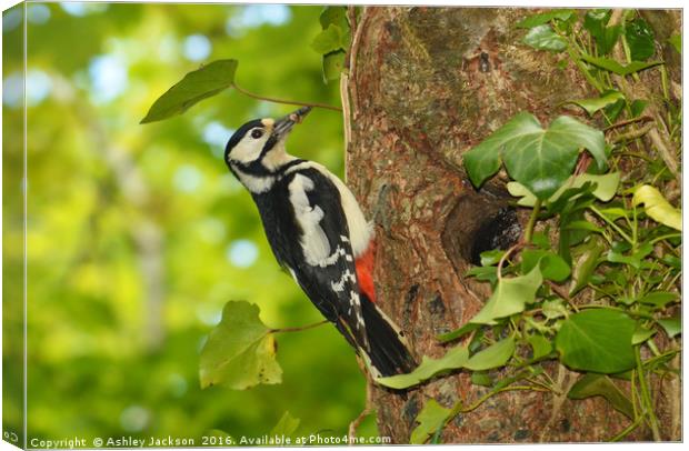 Greater Spotted Woodpecker Canvas Print by Ashley Jackson