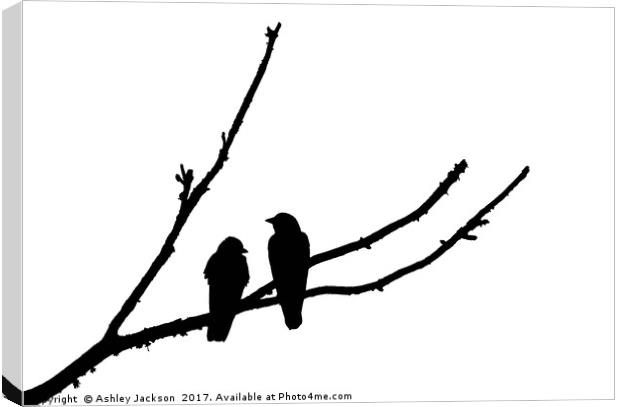Jackdaw Couple Canvas Print by Ashley Jackson