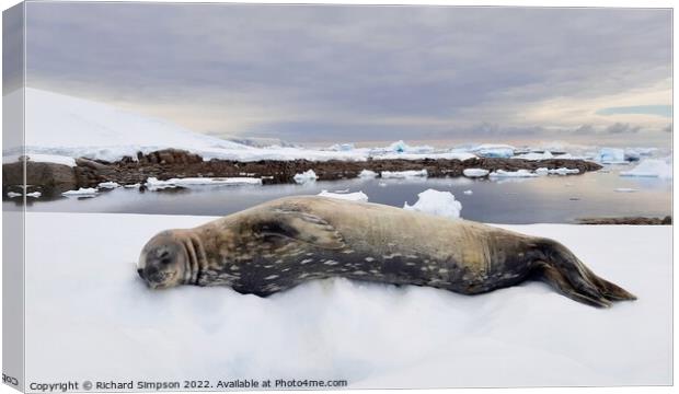 Contented Weddell Seal Canvas Print by Richard Simpson