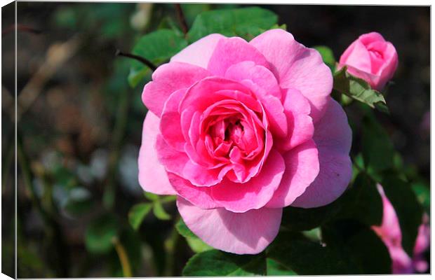 Pink Rose Canvas Print by Gail Porthouse