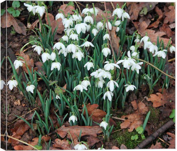 Snowdrops in the winter Canvas Print by Gail Porthouse