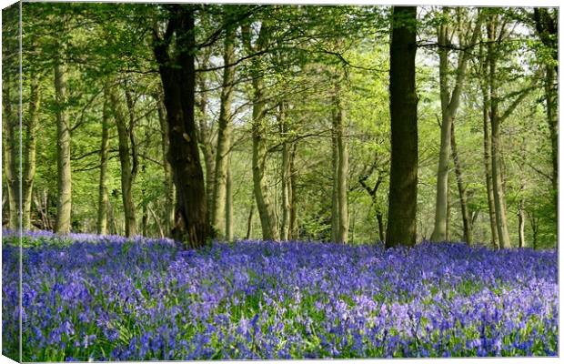 Bluebell woods Canvas Print by Pete Bresser