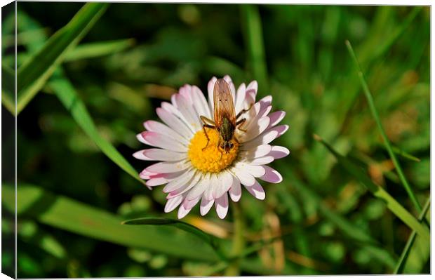 insect on a daisy Canvas Print by Rhona Ward