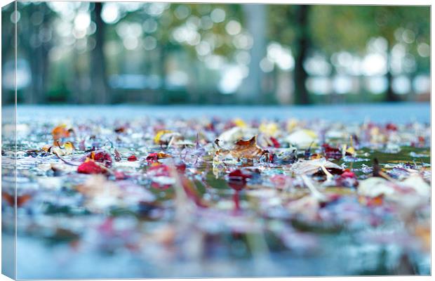 Autumn Leaves Canvas Print by Andrew Tait