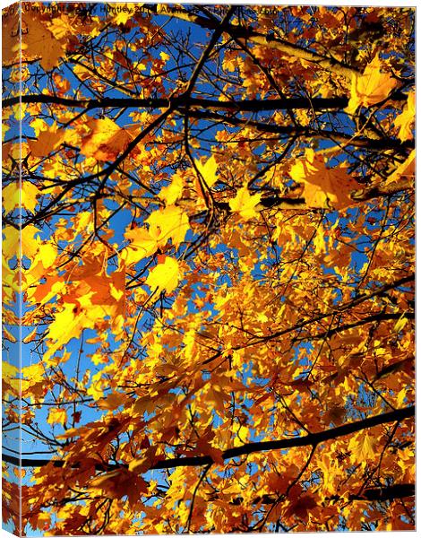 Autumn Leaves Canvas Print by Andy Huntley