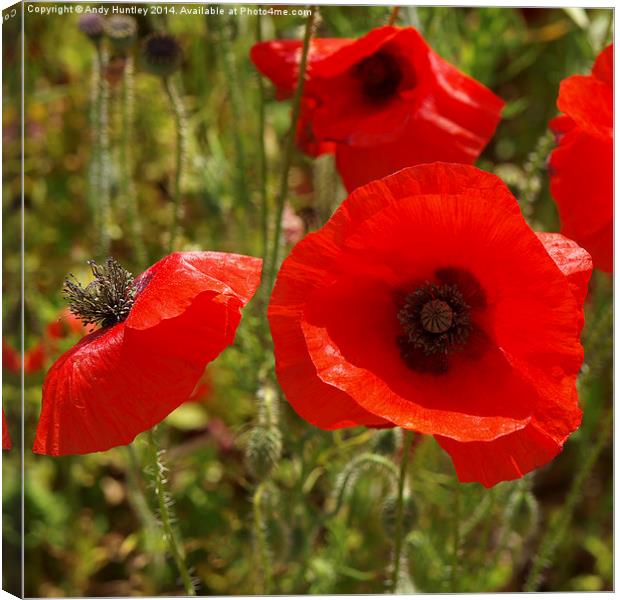 Poppies Canvas Print by Andy Huntley